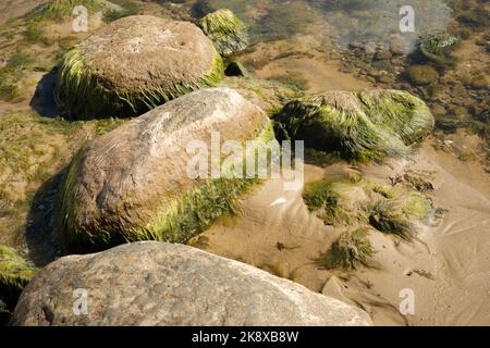 Große moosige Steine am Sandstrand, Lettland Stockfoto