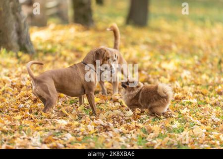 Drei niedliche Hunde spielen im Park. Stockfoto