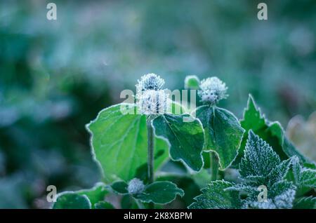 Erster Oktober Frost auf Wildblumen bei Sonnenaufgang. Stockfoto