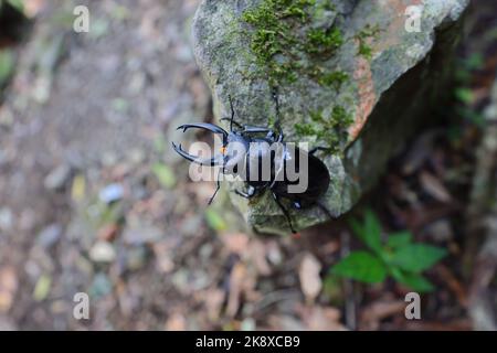 Hirschkäfer, eine Gruppe von etwa 1.200 Käferarten in der Familie Lucanidae Stockfoto