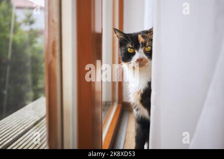 Neugierige tabby Katze sitzt hinter Vorhang auf Fensterbank und Blick auf die Kamera. Stockfoto