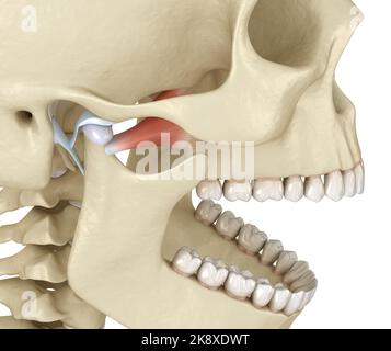 Kiefergelenk: Die Kiefergelenke. Gesunde Okklusionsanatomie. Medizinisch akkurate 3D Illustration des menschlichen Zahns und Prothesenkonzepts Stockfoto