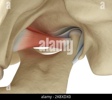 Kiefergelenk: Die Kiefergelenke. Gesunde Okklusionsanatomie. Medizinisch akkurate 3D Illustration des menschlichen Zahns und Prothesenkonzepts Stockfoto