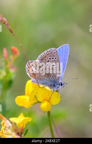 Der Adonis-Blauschmetterling - Polyommatus bellargus - ruht auf einer Blüte des gewöhnlichen Vogelfußblatts, Eier und Speck, Vogelfußdeervetch oder bir Stockfoto