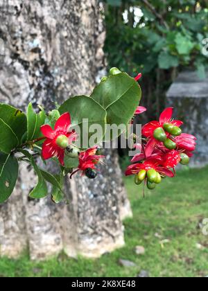 Eine Nahaufnahme von Ochna serrulata Pflanzen in der Nähe von Baumstamm im Garten Stockfoto