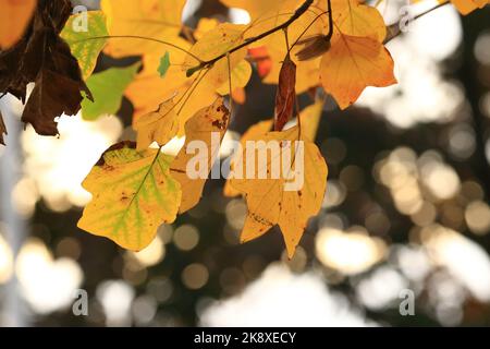 Herbstblätter auf den Baum Stockfoto