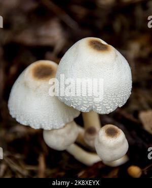 Gruppe von australischen weißen Parasol-Pilzen, macrolepiota dolichaula, wächst im Regenwald von Queensland, meist weiß mit zentralem braunen Fleck auf den Kappen. Stockfoto