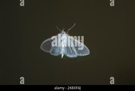 Halbtransparente australische Jasmin-Motte (weiße Perle), palpita vitrealis, auf schwarzem Hintergrund. Queensland Garden, Sommer. Speicherplatz kopieren. Stockfoto