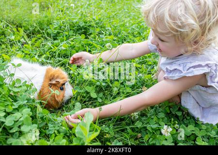 Mädchen spielt mit Haustier Meerschweinchen im Hinterhof des Hauses auf Kleeblatt. Frisches Gras in der Ernährung von Nagetieren. Stockfoto