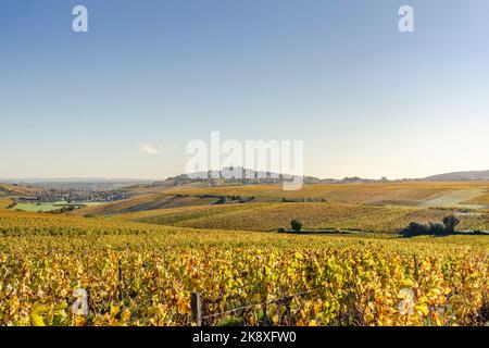 Frankreich, Cher, Sancerre, Dorf beschriftet Les Plus Beaux Villages de France, die schönsten Dörfer Frankreichs, Sancerre Weinberge im Herbst Stockfoto