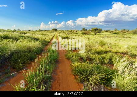 Weite Landschaft der Kalahari Wüste mit Abstand führenden Feldweg, Wolken in den blauen Himmel. Kalahari, Südafrika Stockfoto