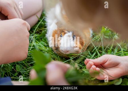 Mädchen spielt mit Haustier Meerschweinchen im Hinterhof des Hauses auf Kleeblatt. Frisches Gras in der Ernährung von Nagetieren. Stockfoto