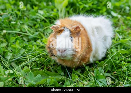 Süßes erwachsenes Meerschweinchen mit langen Haaren läuft durch eine Wiese mit weißem Klee und isst frisches Gras im Garten. Wandern mit Haustieren im Freien im Sommer Stockfoto