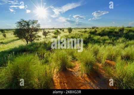 Weite Landschaft der Kalahari Wüste mit Abstand führenden Feldweg, Wolken in den blauen Himmel. Kalahari, Südafrika Stockfoto