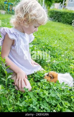 Das kleine Mädchen spielt im Sommer auf einem Kleeblatt mit einem Meerschweinchen. Gesundes Futter für Tiere, Nager. Spaziergänge mit Haustieren in der Natur. Stockfoto