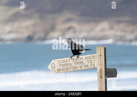 Ein Rook steht auf einem Küstenpfadschild, das auf den Tarka Trail und Braunton zeigt, in Croyde Bay, North Devon, Vereinigtes Königreich Stockfoto