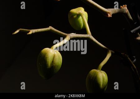 Eine Nahaufnahme von Malybugs, die auf einer blühenden Orchideenpflanze kriechen Stockfoto