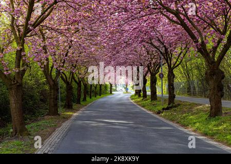 Eine Landschaft mit einer Allee mit blühenden japanischen Kirschbäumen Stockfoto