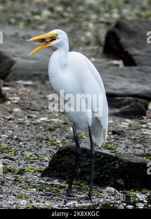 Eine vertikale Aufnahme eines Weißreiher, der einen kleinen Fisch am Ufer frisst Stockfoto