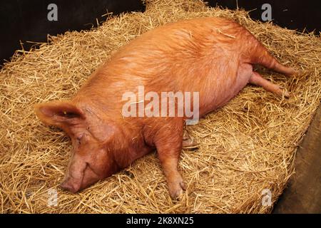 Ein großes Farmschwein, das auf einem Strohbett liegt. Stockfoto