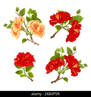 Zweige gelbe und rote Hibiskus tropischen Blumen auf einem weißen Hintergrund vintage Vektor editierbare botanische Illustration Handzeichnen Stock Vektor