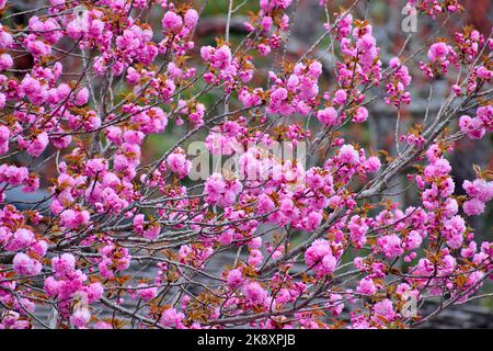 Nahaufnahme eines rosa blühenden japanischen Kirschbaums während der Frühjahrssaison Stockfoto