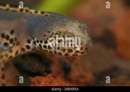 Nahaufnahme eines männlichen alpinen Molchkopfes (Ichthyosaura alpestris) Stockfoto