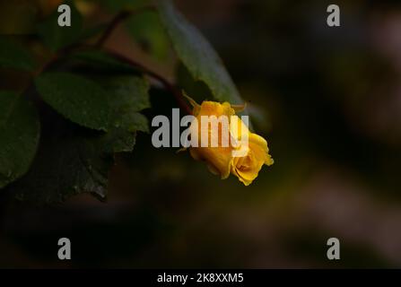 Einzelne, gelbe Rose auf dunklem Hintergrund, aufgenommen im Garten. Stockfoto