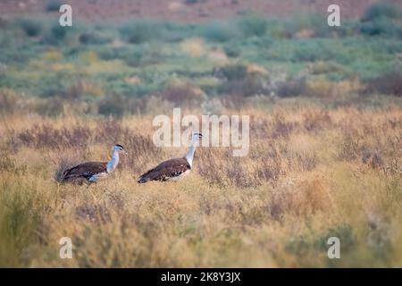 Große indische Trappe Ardeotis nigriceps oder indische Trappe im Desert National Park in der Nähe von Jaisalmer in Rajasthan, Indien beobachtet Stockfoto