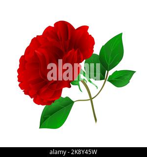 Rose Lila Stamm und Blätter Vintage Vektor Illustration editierbar für Design Handzeichnen Stock Vektor