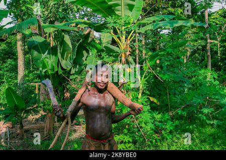 Ghana, Samreboi. Landwirtschaft im Regenwald, sogenannte Agroforstwirtschaft. Mann mit Manchete und großer Kassavenwurzel. Im Hintergrund verschiedene Obstbäume. Stockfoto