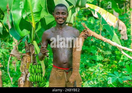 Ghana, Samreboi. Agroforstwirtschaft =Landwirtschaft im Wald. Mann mit Manchete und großer Kasavenwurzel. Stockfoto