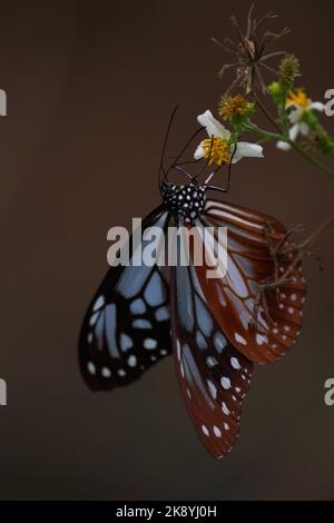 Eine Nahaufnahme des Parantica sita Schmetterlings, der auf der Blume steht Stockfoto