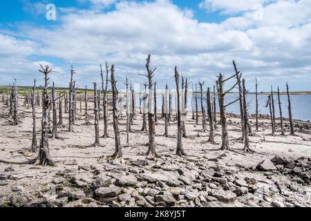 Ein Stand aus alten toten Skelettbäumen und Steinen aus alten, von Menschen geschaffene Strukturen errichtet Wände, die durch herabfallende Wasserstände, die durch schwere Dürre CO verursacht werden, gefährdet sind Stockfoto