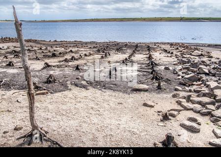 Die Überreste alter Baumstümpfe, die durch fallende Wasserstände infolge schwerer Trockenheit im Colliford Lake Reservoir auf Bodmin Moor in Cornw freigelegt wurden Stockfoto