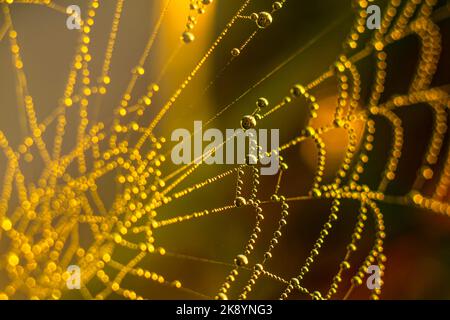 Tropfen des Morgentaus glitzern auf dem Netz Stockfoto