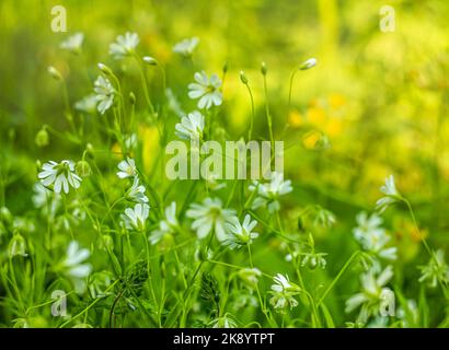 Canary Grass Stellaria holostea L. blüht auf einem Rasen Stockfoto