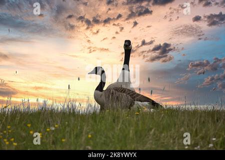 Ein paar Kanadagänse, die sich bei Sonnenuntergang im Freien ausruhen Stockfoto