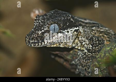 Nahaufnahme eines Gargoyle-Geckos, der die Kamera anstarrt, der in Neukaledonien beheimatet ist Stockfoto