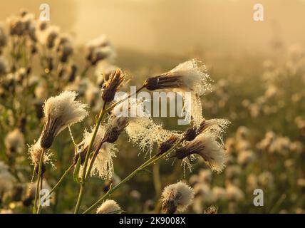 Flauschige Köpfe von Unkräutern sind mit Tropfen Morgentau bedeckt Stockfoto