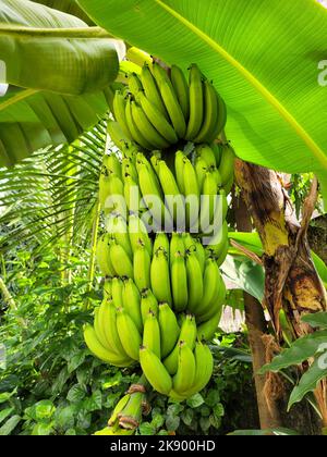 Eine vertikale Aufnahme eines Bananenbaums mit grünen Bananen im Garten, Mumbai, Indien Stockfoto