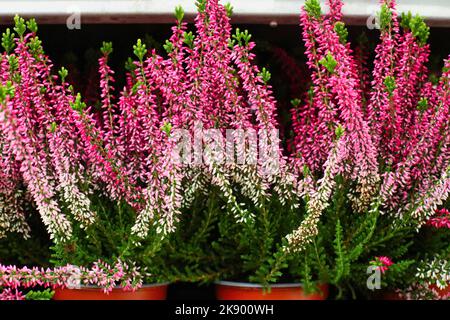 Die schönen rosa und weißen Heidekraut Blüten wachsen in Töpfen im Garten Stockfoto