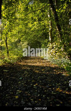 Petit sentier dans les bois recouvert de feuilles en automne Stockfoto