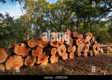 Gestapelte gefällte Bäume in einem Wald in Warwickshire, England. Stockfoto