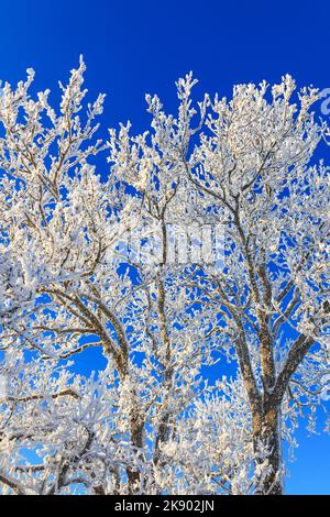 Baum mit Reif im Winter Stockfoto