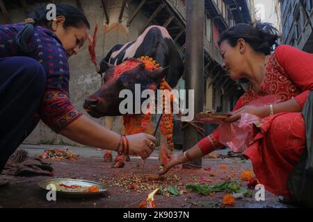 Kathmandu, Nepal. 25. Oktober 2022. Am 25. Oktober 2022 in Kathmandu, Nepal. Nepalesische Frauen verehren Kuh während des "Kuh-Festivals (Gai:Puja)" am dritten Tag des "Tihar"-Festivals. Die Kuh ist ein wichtiges Tier im Hinduismus und gilt als heilig. An diesem Tag werden Kühe mit Gebeten, Girlanden, Kuhfutter angeboten. (Foto: Abhishek Maharjan/Sipa USA) Quelle: SIPA USA/Alamy Live News Stockfoto