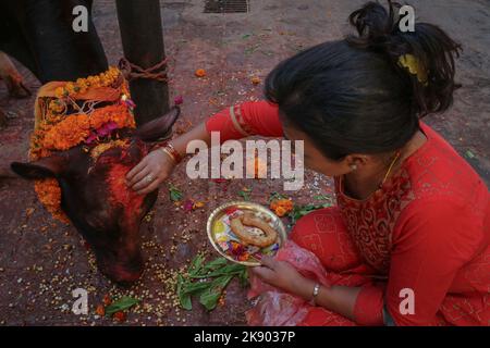 Kathmandu, Nepal. 25. Oktober 2022. Am 25. Oktober 2022 in Kathmandu, Nepal. Nepalesische Frauen verehren Kuh während des "Kuh-Festivals (Gai:Puja)" am dritten Tag des "Tihar"-Festivals. Die Kuh ist ein wichtiges Tier im Hinduismus und gilt als heilig. An diesem Tag werden Kühe mit Gebeten, Girlanden, Kuhfutter angeboten. (Foto: Abhishek Maharjan/Sipa USA) Quelle: SIPA USA/Alamy Live News Stockfoto