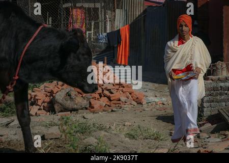 Kathmandu, Nepal. 25. Oktober 2022. Am 25. Oktober 2022 in Kathmandu, Nepal. Am dritten Tag des Tihar-Festes in der Prämesis des Pashupatinath-Tempels kommen Priester an, um Kühe während des „Kuh-Festes“ (Gai:Puja) zu füttern. Die Kuh ist ein wichtiges Tier im Hinduismus und gilt als heilig. An diesem Tag werden Kühe mit Gebeten, Girlanden, Kuhfutter angeboten. (Foto: Abhishek Maharjan/Sipa USA) Quelle: SIPA USA/Alamy Live News Stockfoto