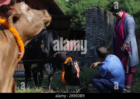 Kathmandu, Nepal. 25. Oktober 2022. Am 25. Oktober 2022 in Kathmandu, Nepal. Nepalesische Anhänger füttern Kuh während des "Kuh-Festivals (Gai:Puja)" am dritten Tag des "Tihar"-Festivals in der Vorzeit des Pashupatinath-Tempels. Die Kuh ist ein wichtiges Tier im Hinduismus und gilt als heilig. An diesem Tag werden Kühe mit Gebeten, Girlanden, Kuhfutter angeboten. (Foto: Abhishek Maharjan/Sipa USA) Quelle: SIPA USA/Alamy Live News Stockfoto