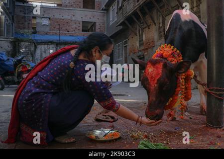 Kathmandu, Nepal. 25. Oktober 2022. Am 25. Oktober 2022 in Kathmandu, Nepal. Nepalesische Frauen verehren Kuh während des "Kuh-Festivals (Gai:Puja)" am dritten Tag des "Tihar"-Festivals. Die Kuh ist ein wichtiges Tier im Hinduismus und gilt als heilig. An diesem Tag werden Kühe mit Gebeten, Girlanden, Kuhfutter angeboten. (Foto: Abhishek Maharjan/Sipa USA) Quelle: SIPA USA/Alamy Live News Stockfoto